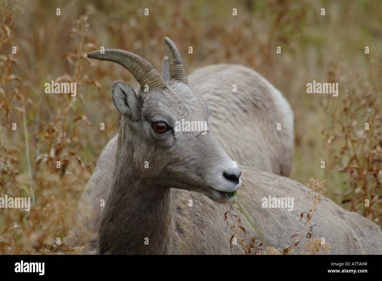 Bighorn pecora guarda su Foto Stock
