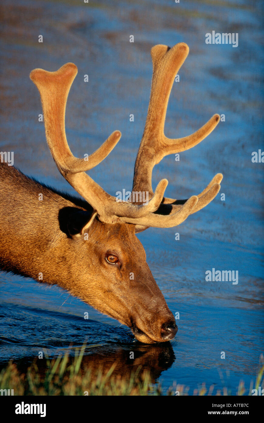 Bull Elk in estate il velluto di bere in Madison River Foto Stock