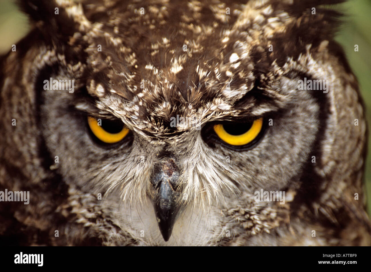 Macchiato il Gufo Reale Bubo Africanus Foto Stock