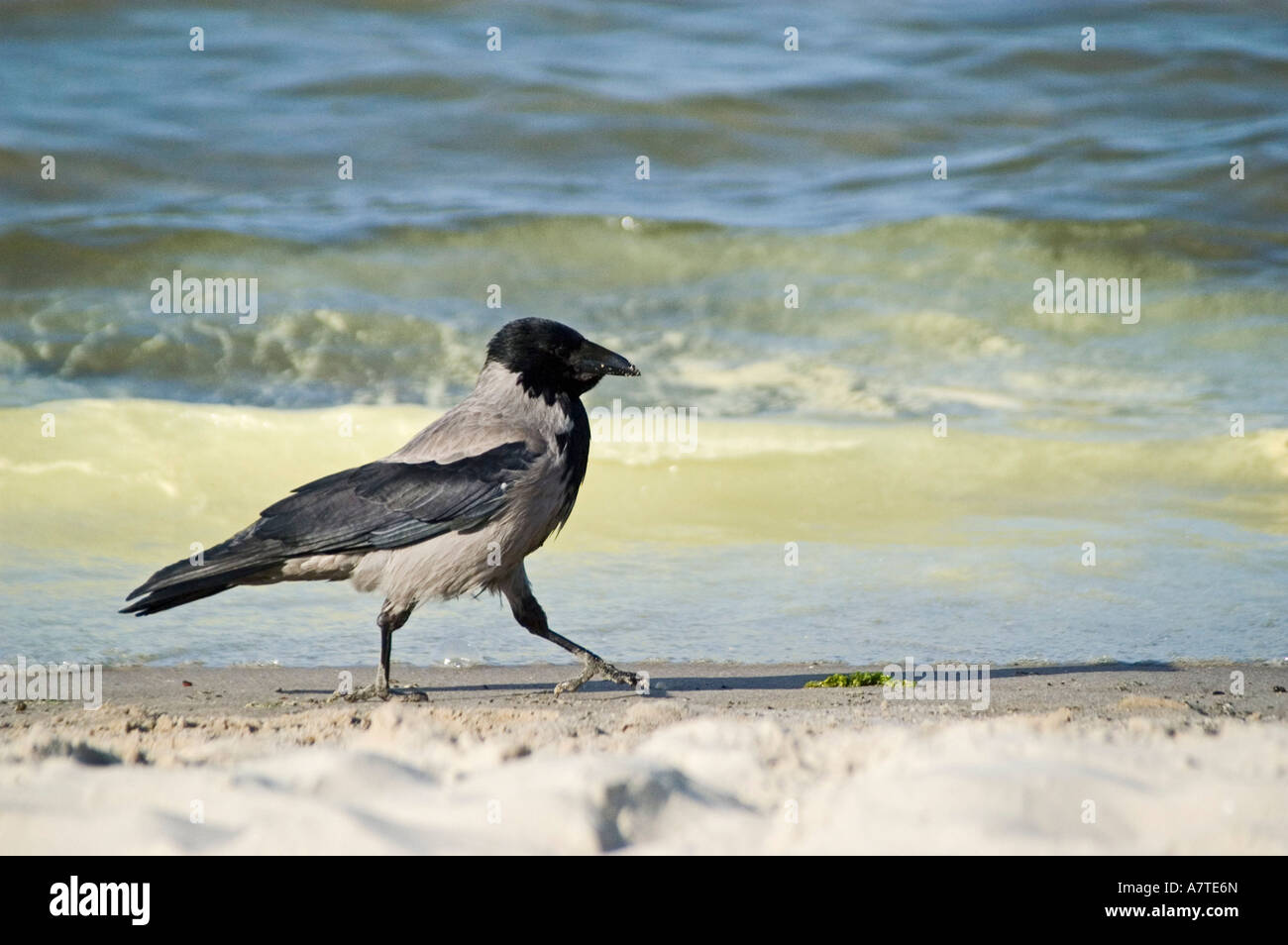 Cornacchia Mantellata (Corvus corone cornix0 camminando sulla spiaggia Foto Stock