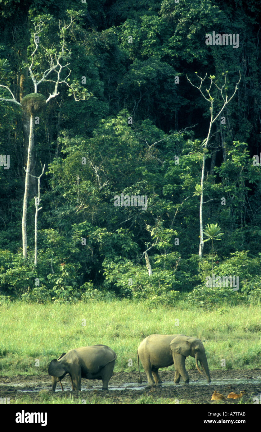 Foresta di elefanti a Salt Lick nell'Ivindo Parco Nazionale di Gabon Africa occidentale Foto Stock
