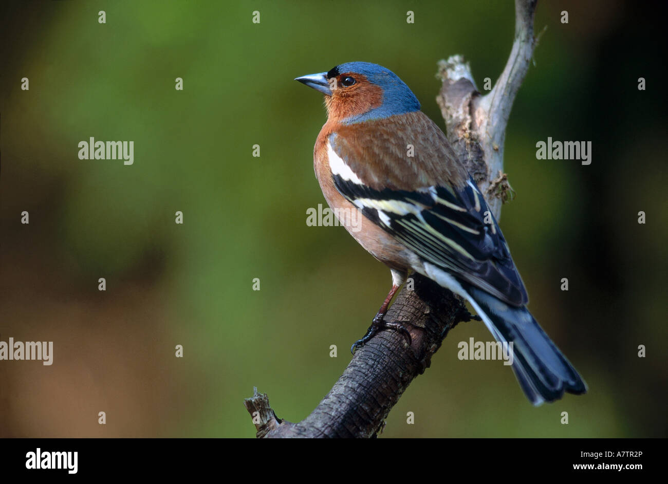 Close-up del fringuello (Fringilla coelebs) appollaiate sul ramo Foto Stock