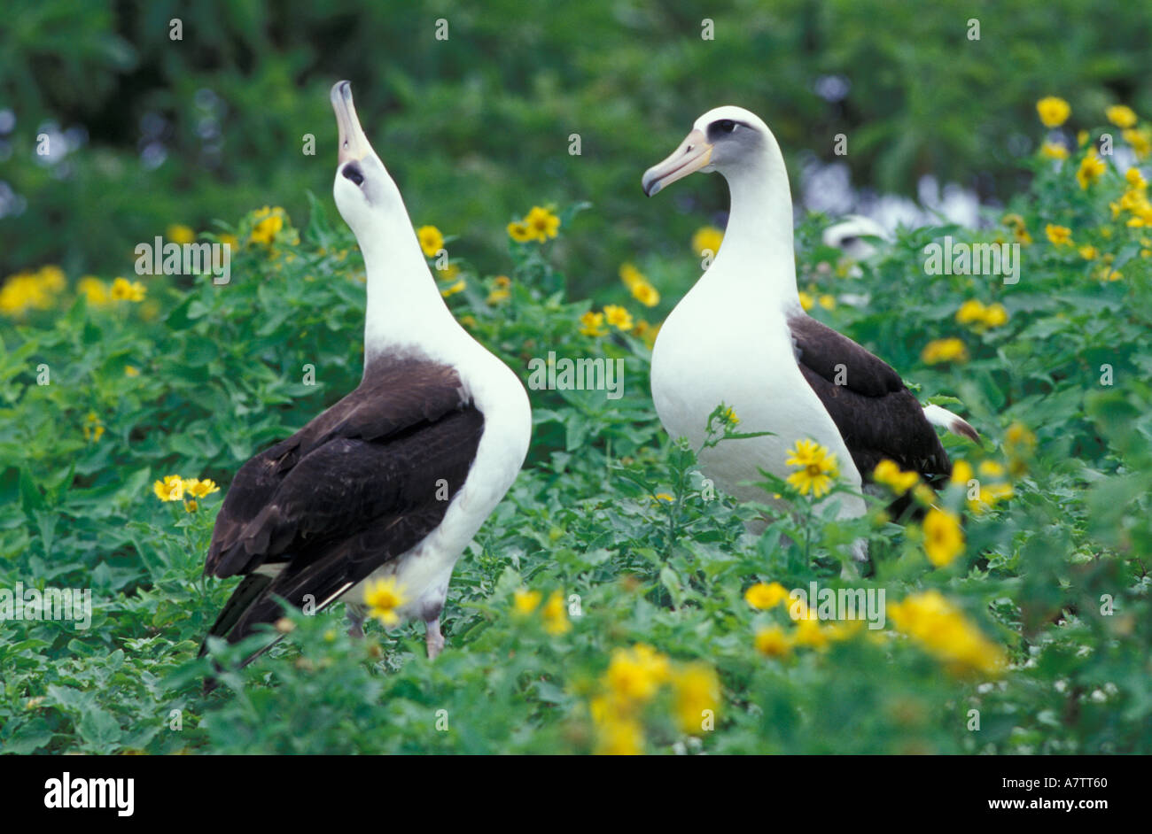 Stati Uniti, Hawaii, Midway Atoll NWR. Coppia di laysan albatross Foto Stock