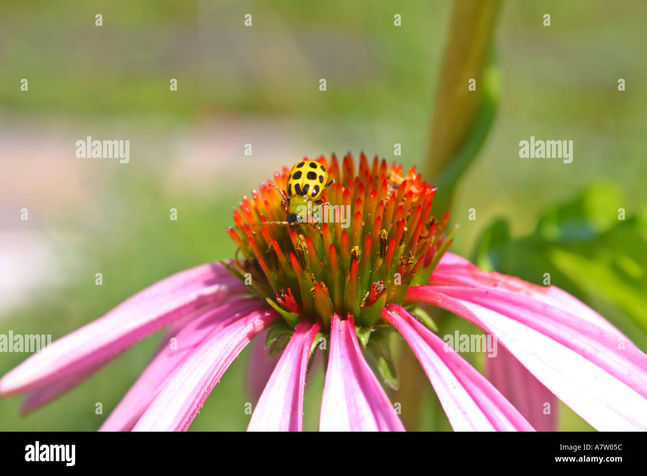 Echinacea rosa con dei fiori di un giallo Lady Bug Foto Stock