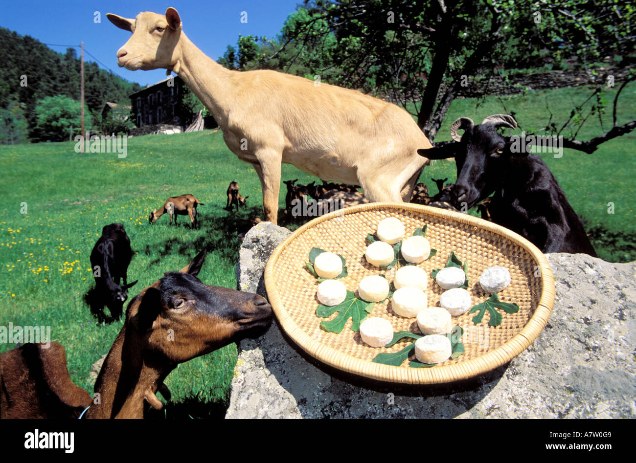 Francia, Lozère, regione di Cevennes, Pelardons (formaggio di capra), realizzato dalla famiglia Tadusse Foto Stock