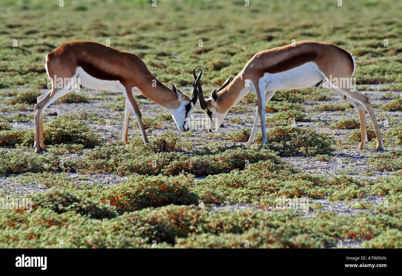 Close-up di due Springbok (Antidorcas marsupialis) combattimenti in foresta, parco nazionale Etosha, Namibia Foto Stock