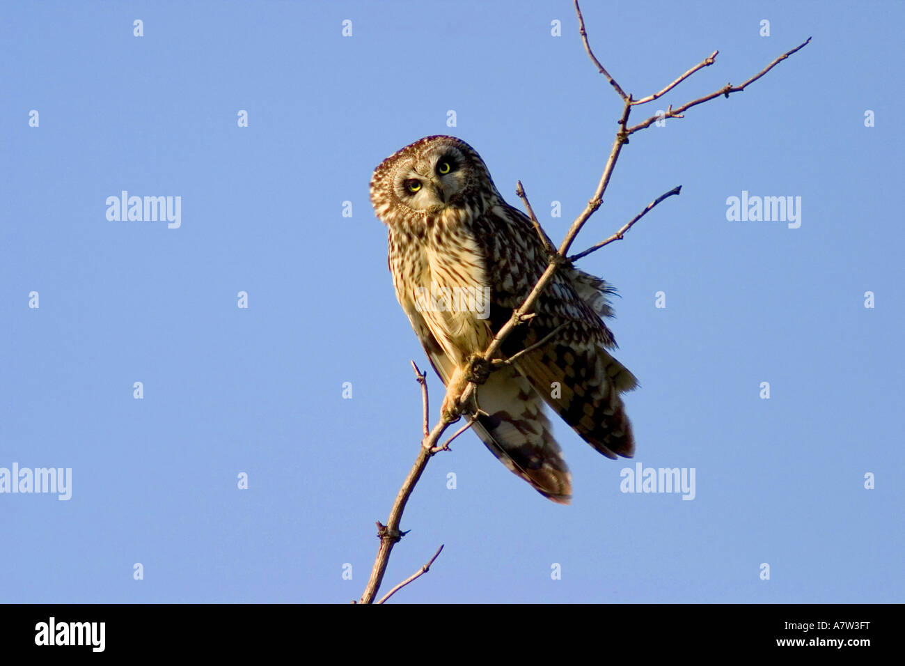 Corto-eared gufo comune (asio flammeus), seduti su ramoscello, Austria, Burgenland Foto Stock