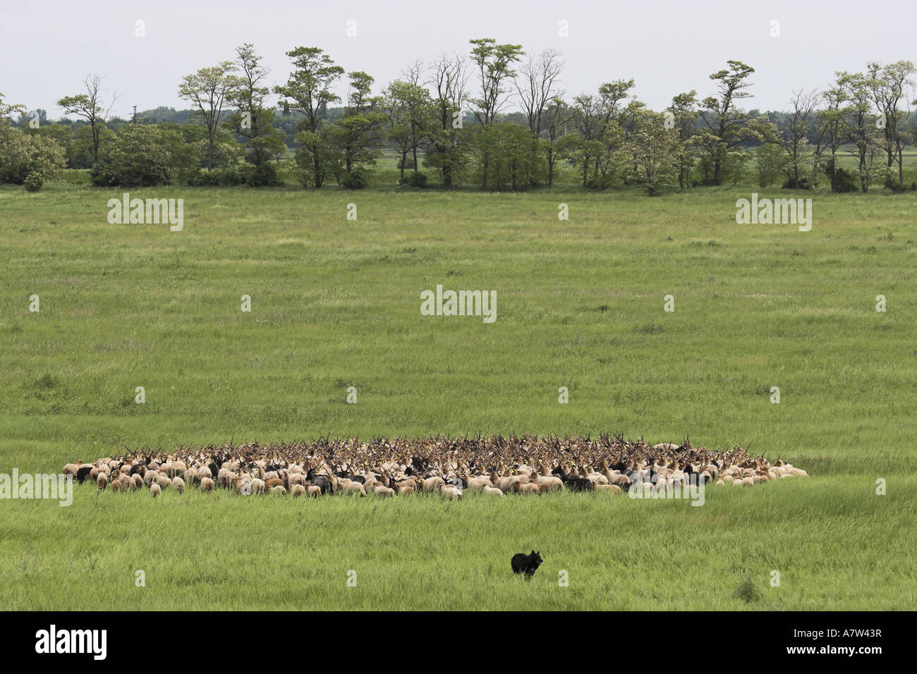 Walachian (Ovis ammon f. aries), allevamento nel paesaggio, Ungheria, Neusiedler See, Nationalpark Fertoe-Hansg Foto Stock