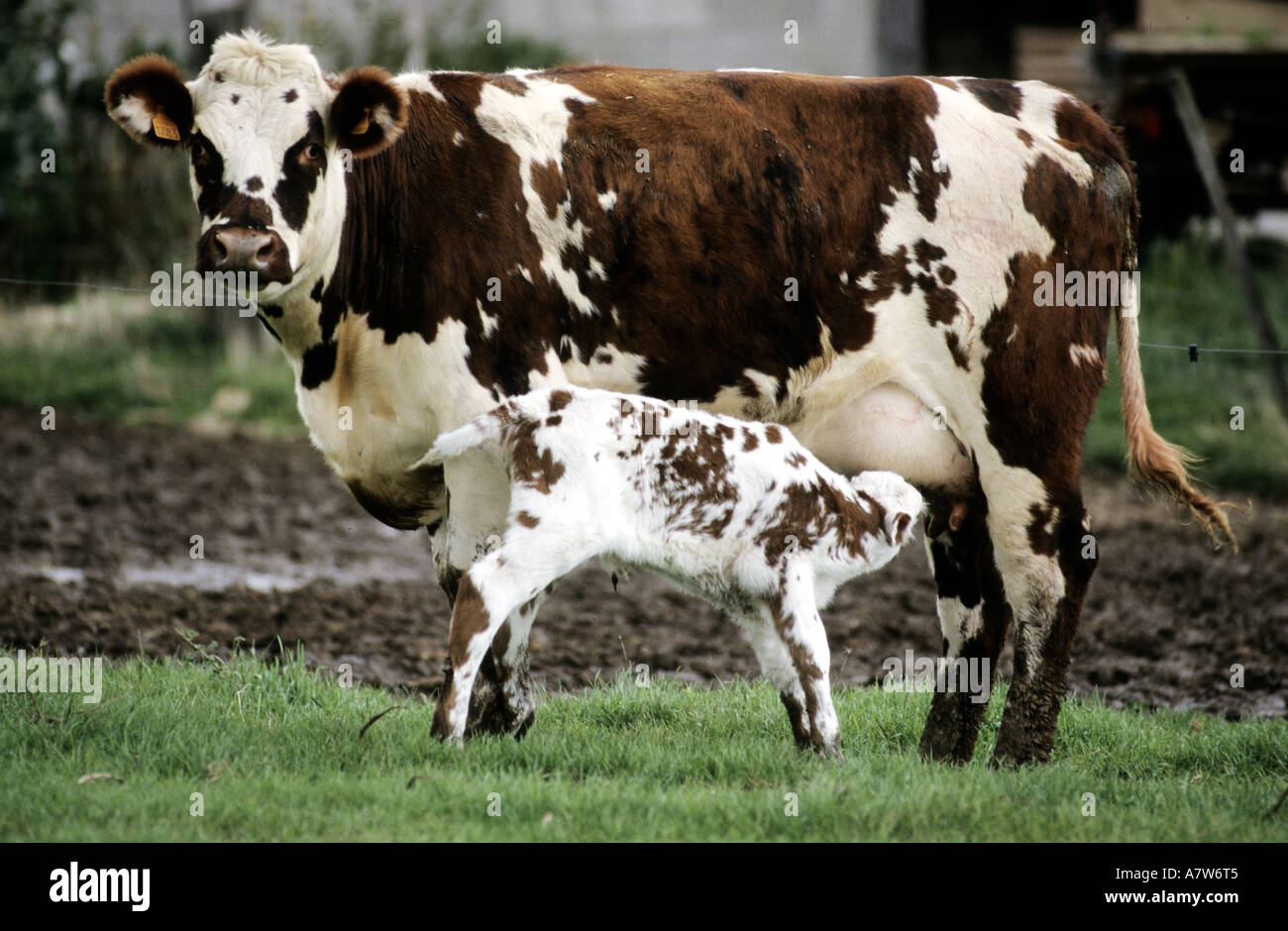Francia, Calvados, Norman di mucca e il suo vitello giovane Foto Stock