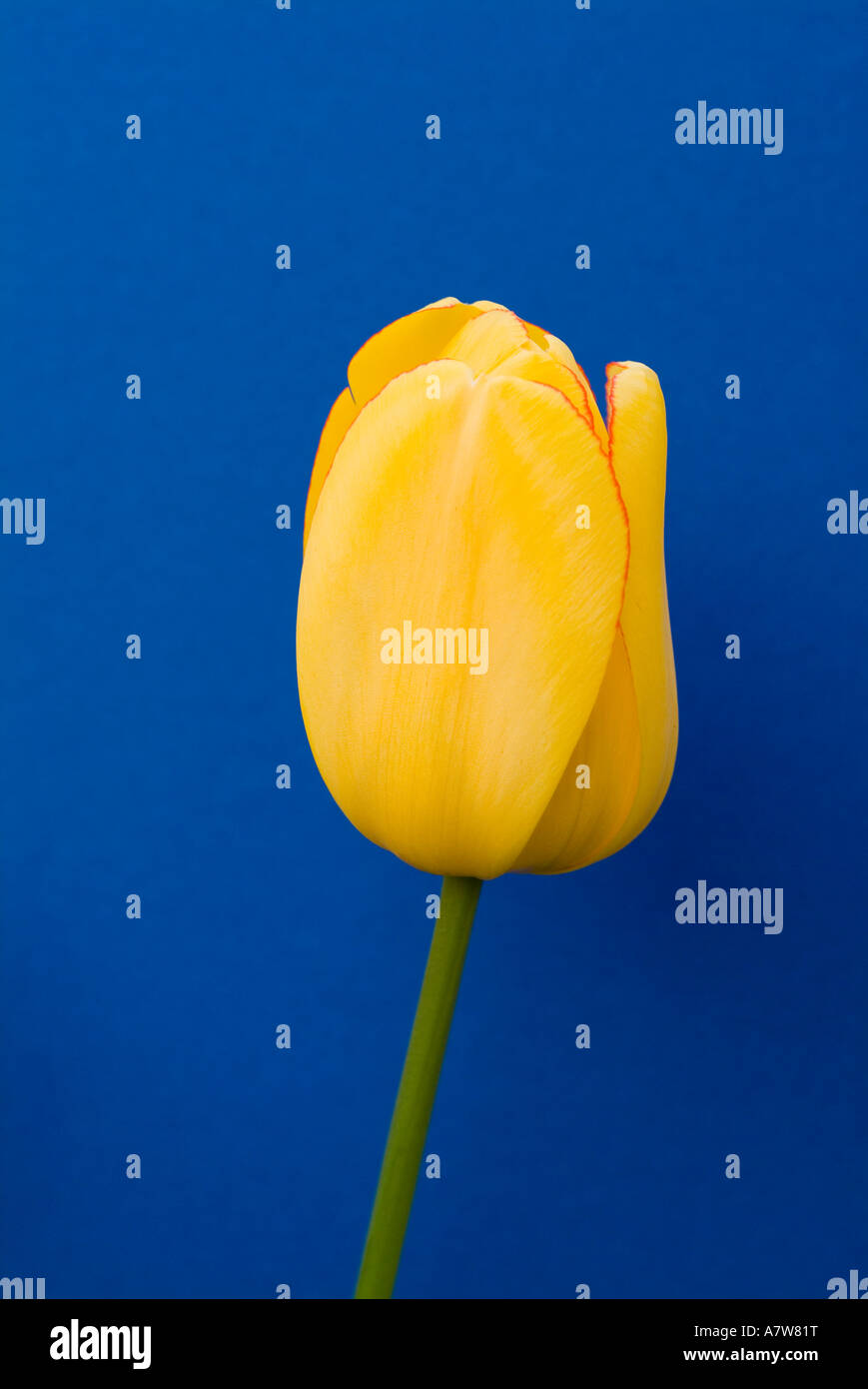 Uno giallo rosso orlata tulip contro uno sfondo blu. Foto Stock