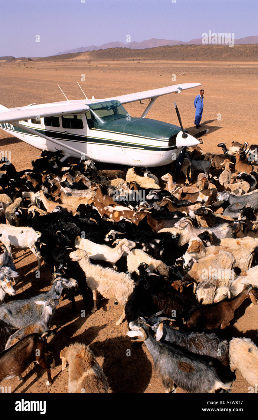 Il Marocco, Anti Atlas, un allevamento di capre invadendo Tata aerodrome Foto Stock