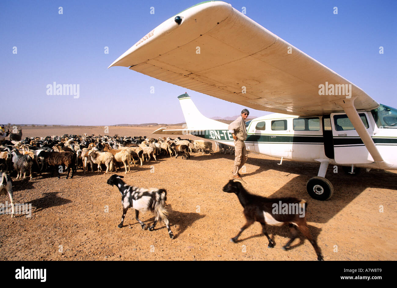 Il Marocco, Anti Atlas, un allevamento di capre invadendo Tata aerodrome Foto Stock