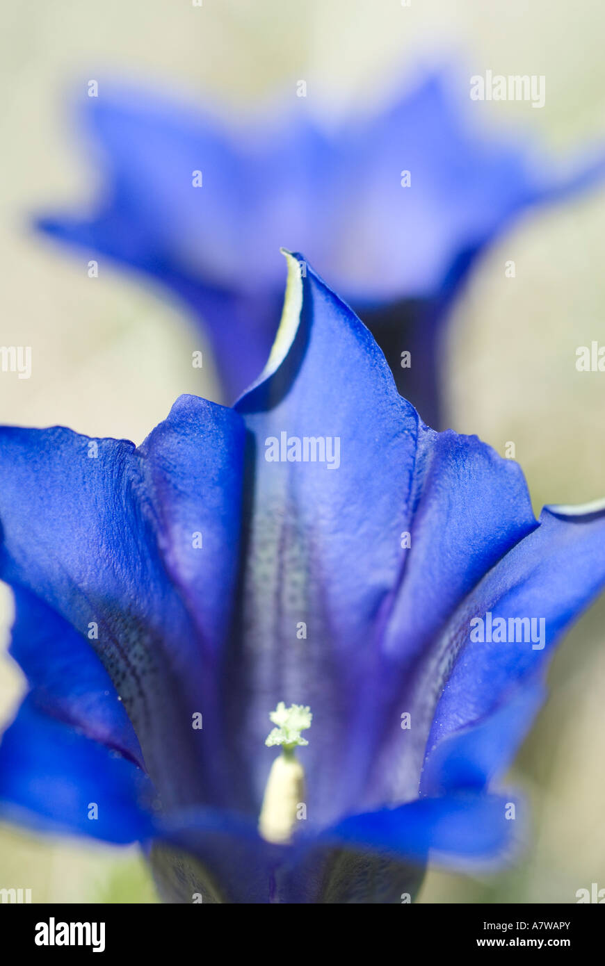 Fiori di genziana Gentiana clusii Wallgau Baviera Germania Alpi tedesche in Europa Foto Stock