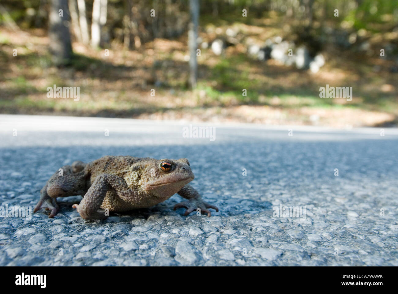 Il rospo comune di migrazione di Primavera tempo di corteggiamento Mittenwald alta Baviera Germania Foto Stock