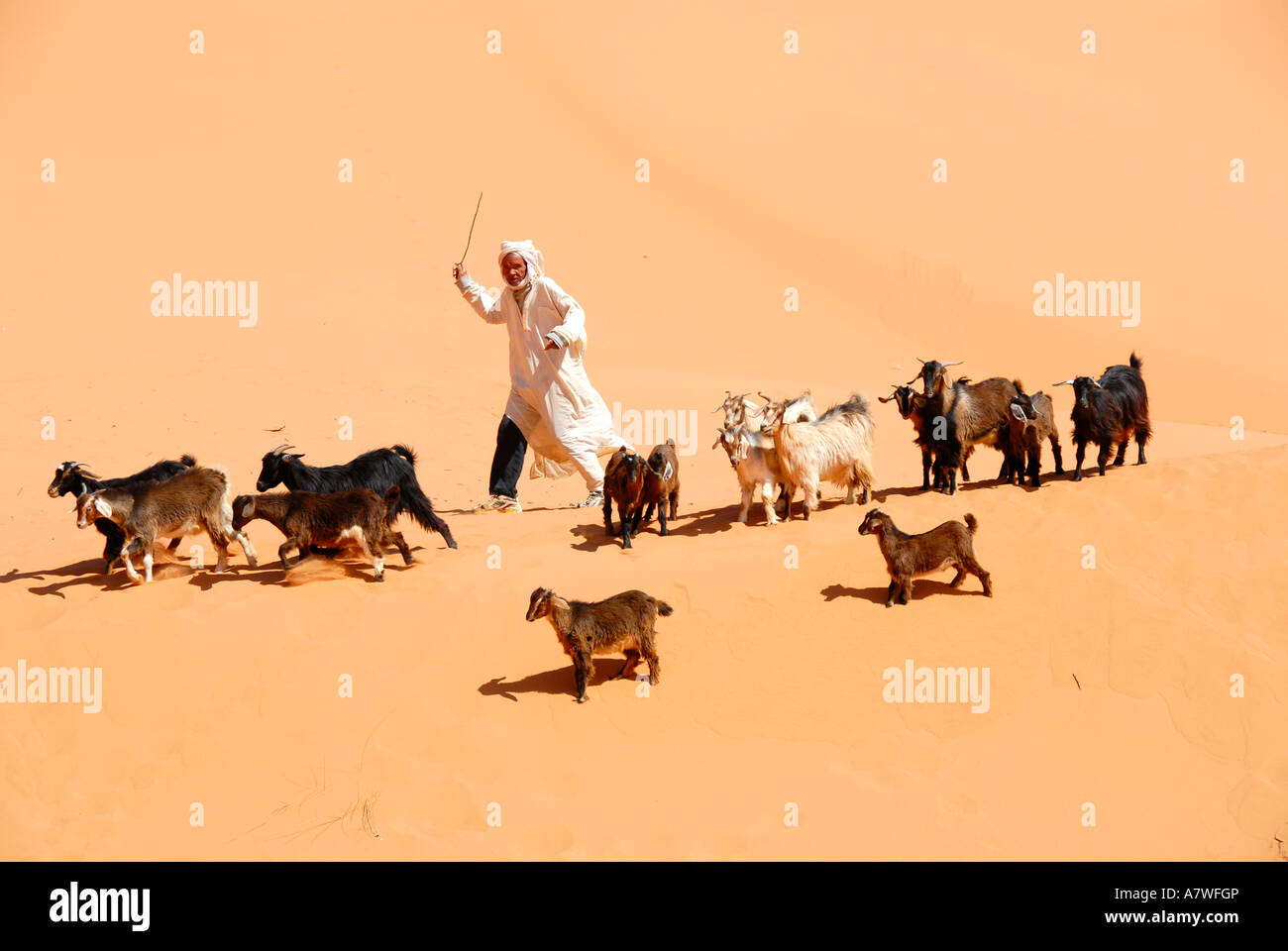 Herder rigidi capre su sabbia Erg Chebbi Merzouga Marocco Foto Stock