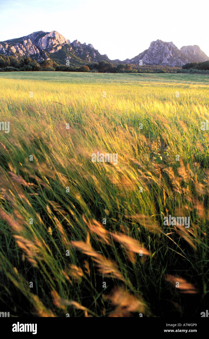 Francia, Bouches du Rhone, regione Alpilles, campi vicino villaggio Eygalieres Foto Stock