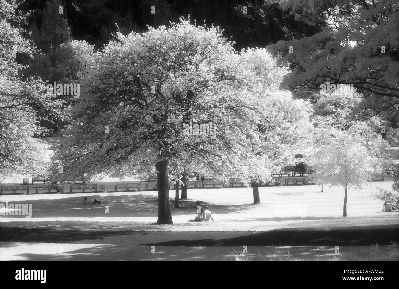 Un aspetto granuloso immagini a infrarossi di un giovane rilassante sotto un albero nei giardini di Princes Street Edinburgh Foto Stock