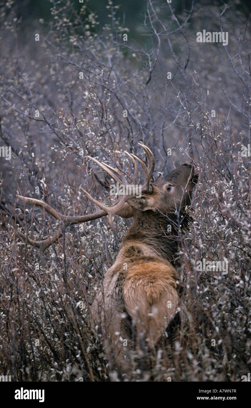 Wapiti, alci, (Cervus canadensis) Bull Elk in piedi di canneto e la navigazione sulla vegetazione. Foto Stock