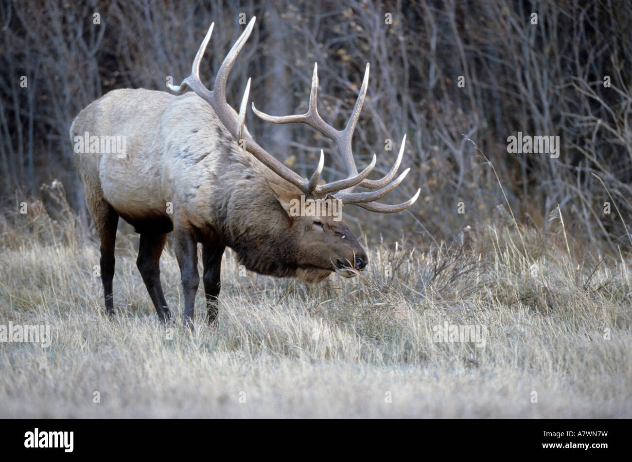 Wapiti, alci, (Cervus canadensis) Bull Elk navigando sulla vegetazione Foto Stock