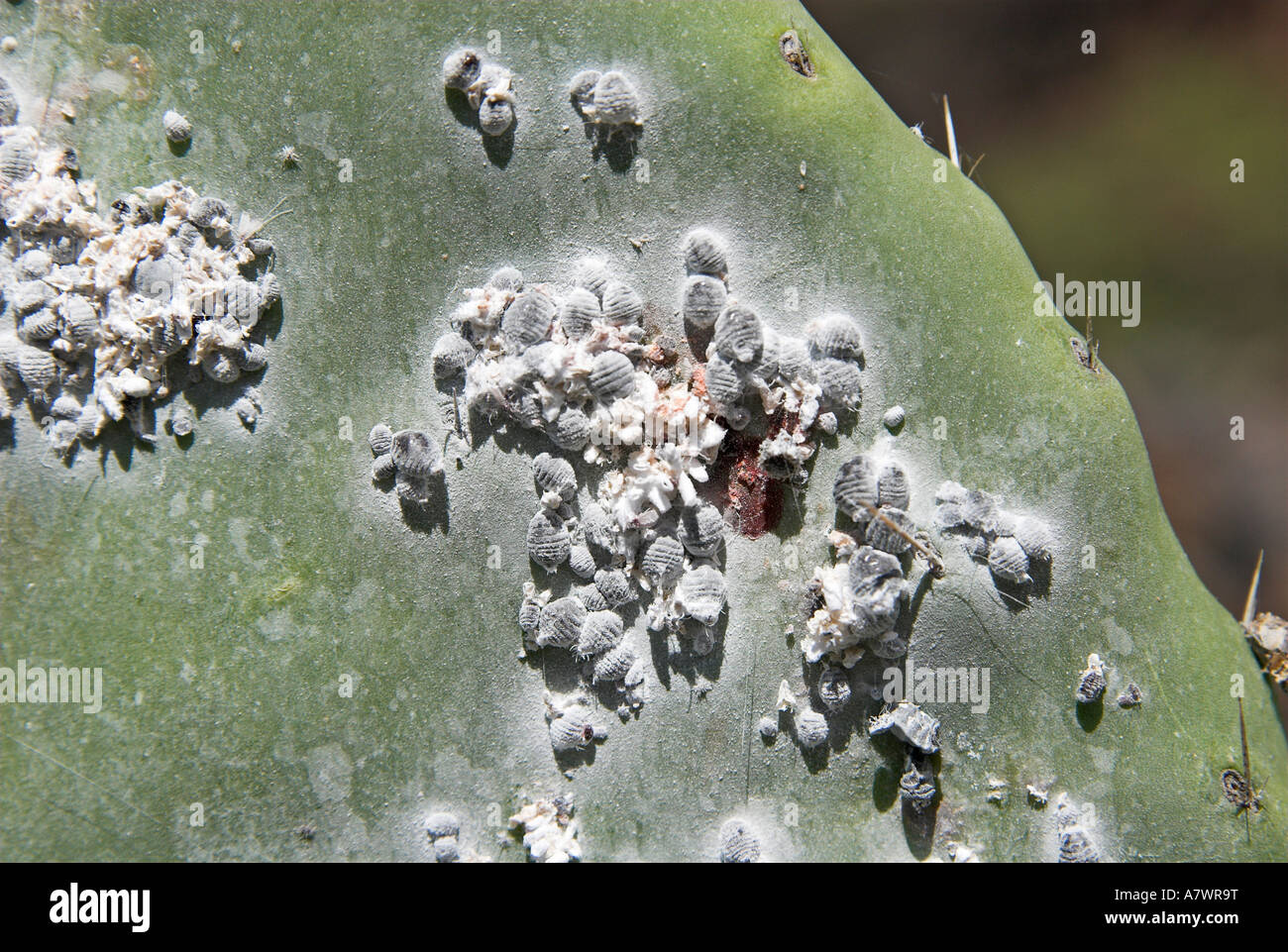Tintura di pidocchi (cocciniglia Dactylopius coccus, Coccus cacti), isola di La Gomera, isole Canarie, Spagna, Europa Foto Stock