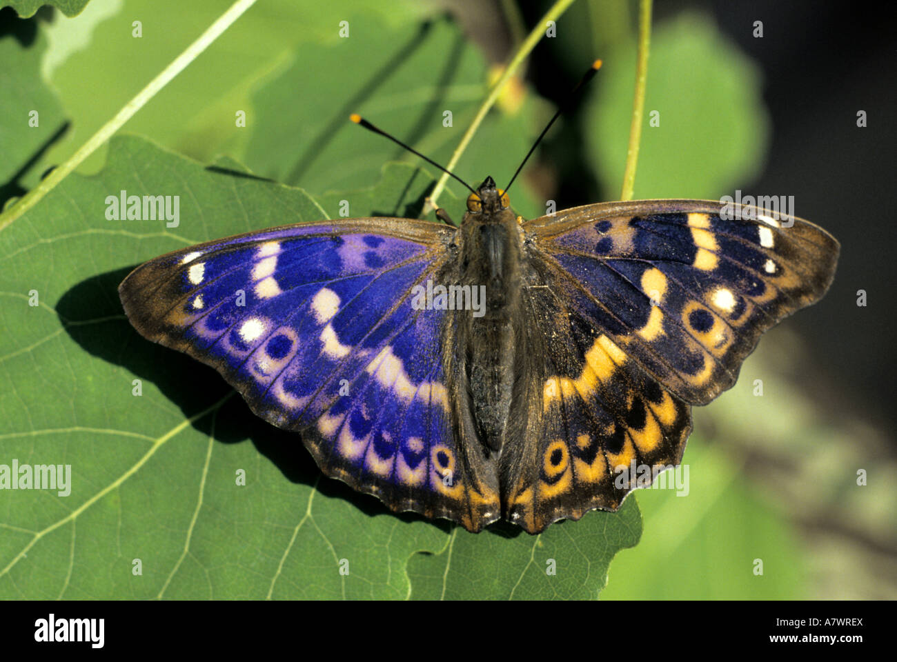 Minor viola imperatore, Apatura ilia Foto Stock