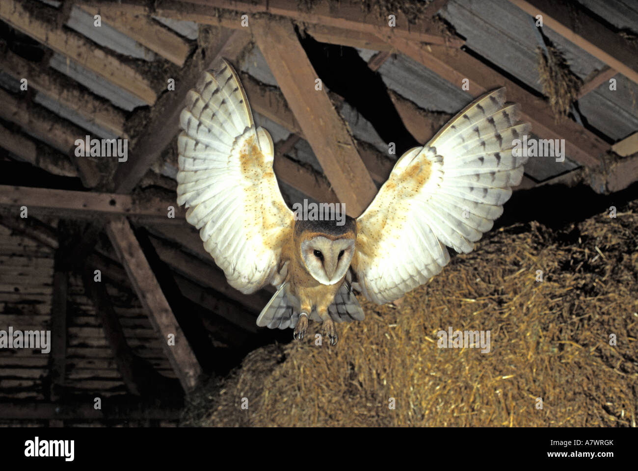 Il barbagianni, Tyto alba battenti in un granaio Foto Stock