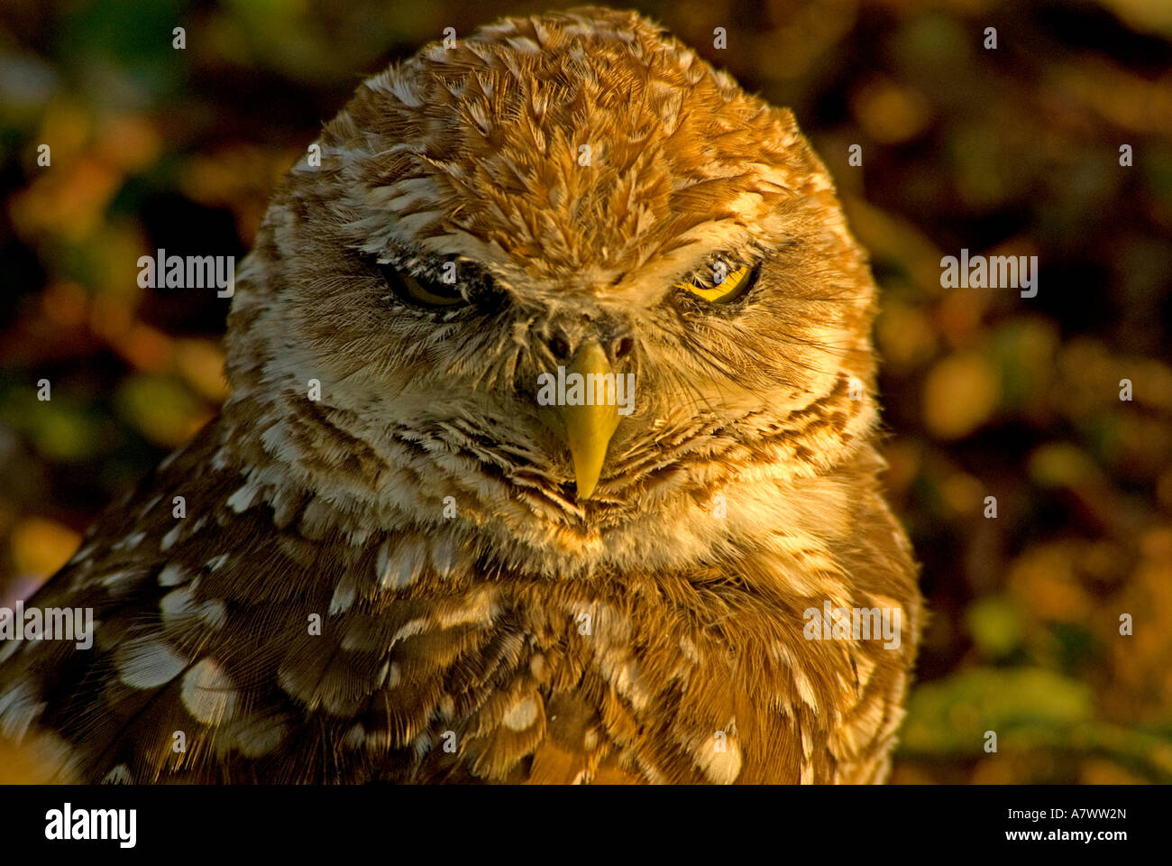 Scavando owl Athene cunicularia ritratto closeup feroce Foto Stock