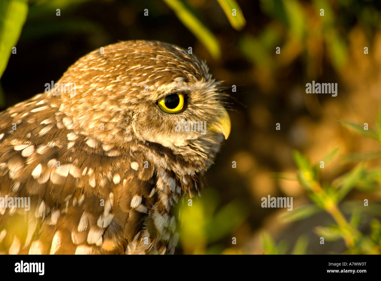 Scavando owl Athene cunicularia ritratto closeup curioso Natura dettaglio Foto Stock