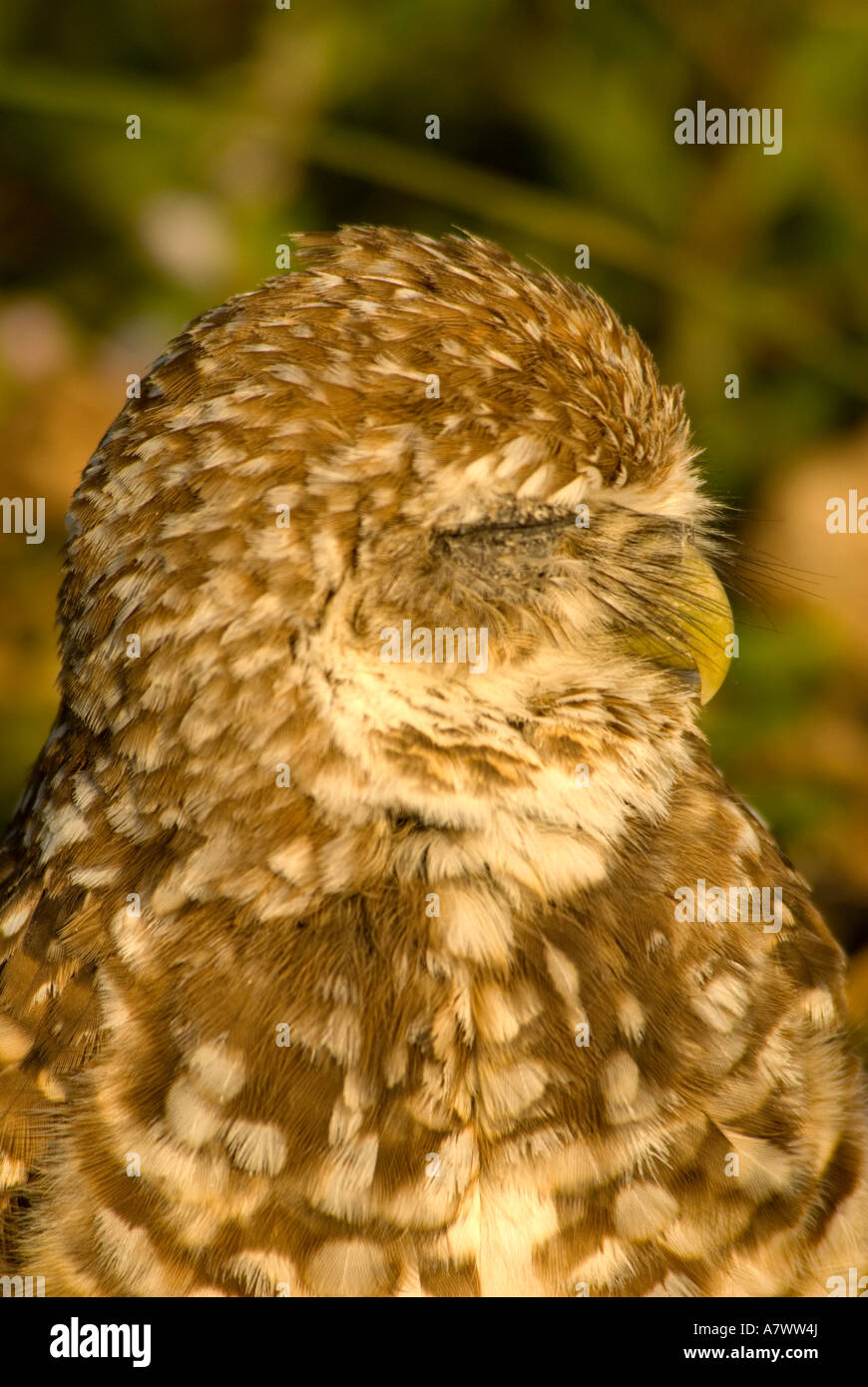 Scavando owl Athene cunicularia occhio chiuso closeup ritratto natura dettaglio Foto Stock