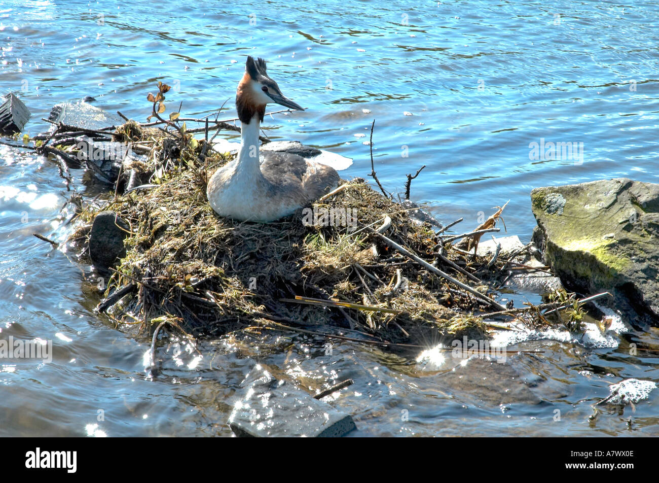 Svasso maggiore sat sul nido incubando una frizione di uova Podiceps cristatus Podicipedidae Foto Stock