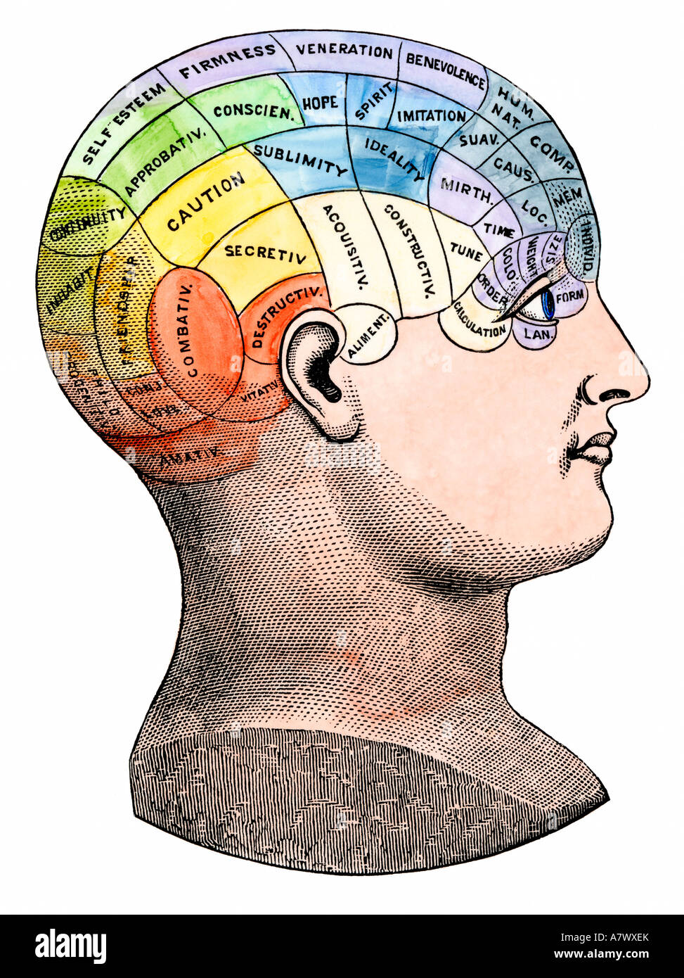 Vista Phrenological delle posizioni dei vari organi della mente nella testa umana circa 1890. Colorate a mano la xilografia Foto Stock