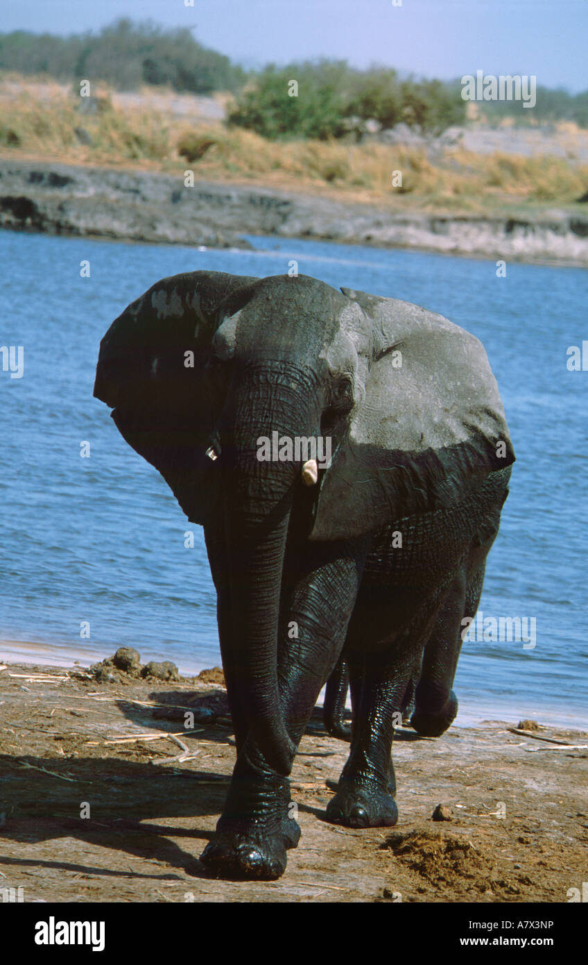 Africa, Botswana Chobe National Park, Linyanti riserva faunistica. Elefante africano. Wild (Loxodonto africana) Foto Stock