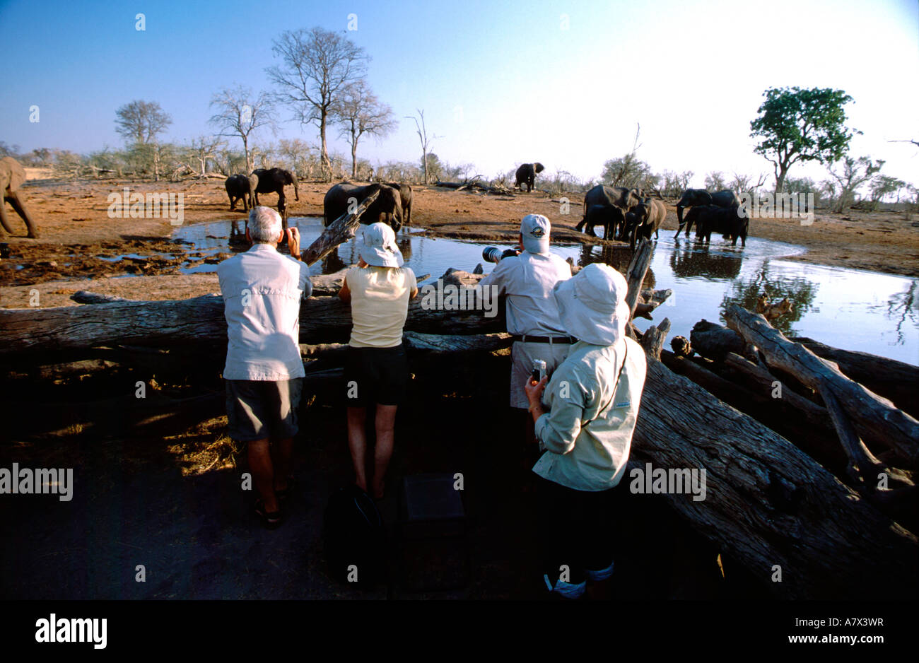 Africa, Botswana Chobe National Park, Linyanti riserva faunistica, Suvuti Camp. Wild (Loxodonto africana) (MR) Foto Stock