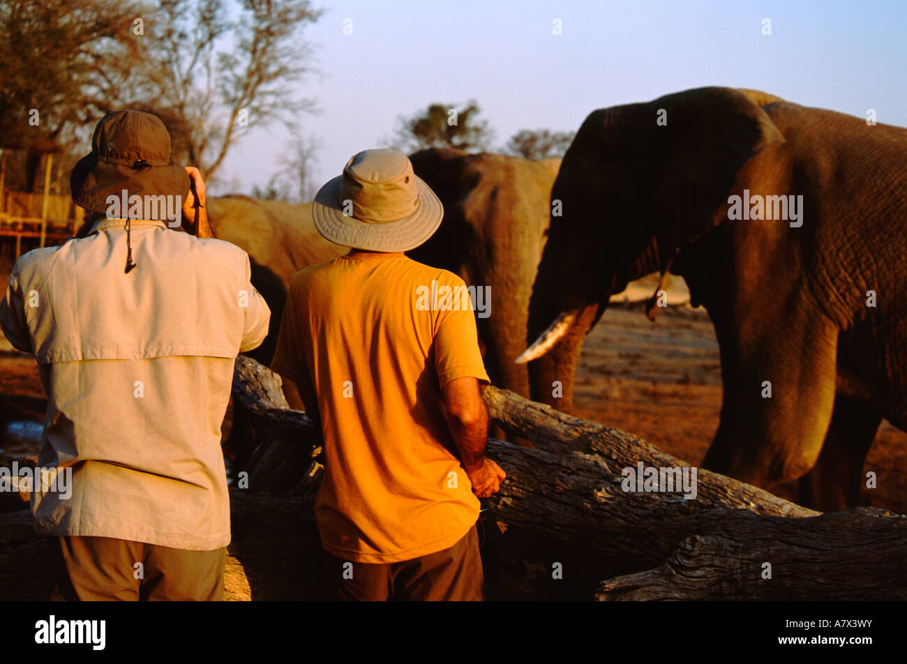 Africa, Botswana Chobe National Park, Linyanti riserva faunistica, Suvuti Camp. Wild (Loxodonto africana) (MR) Foto Stock