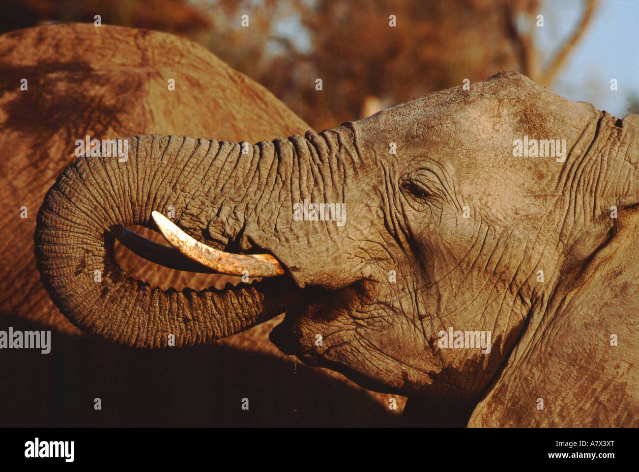 Il Botswana, Chobe National Park, Linyanti riserva faunistica. La visione di gioco in area di Savuti. Foto Stock
