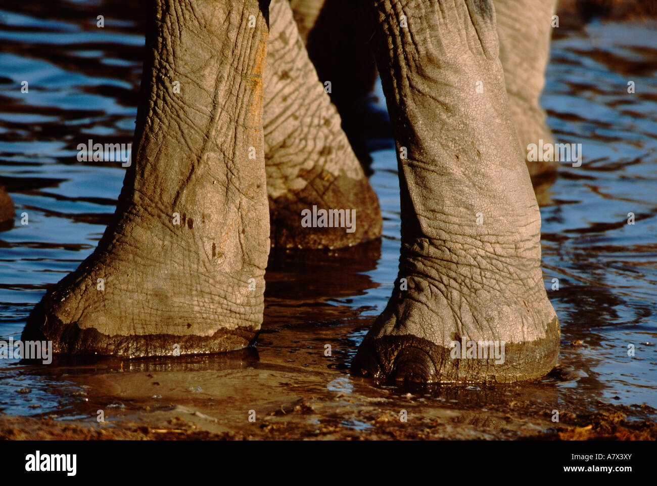 Il Botswana, Chobe National Park, Linyanti riserva faunistica. La visione di gioco in area di Savuti. Foto Stock