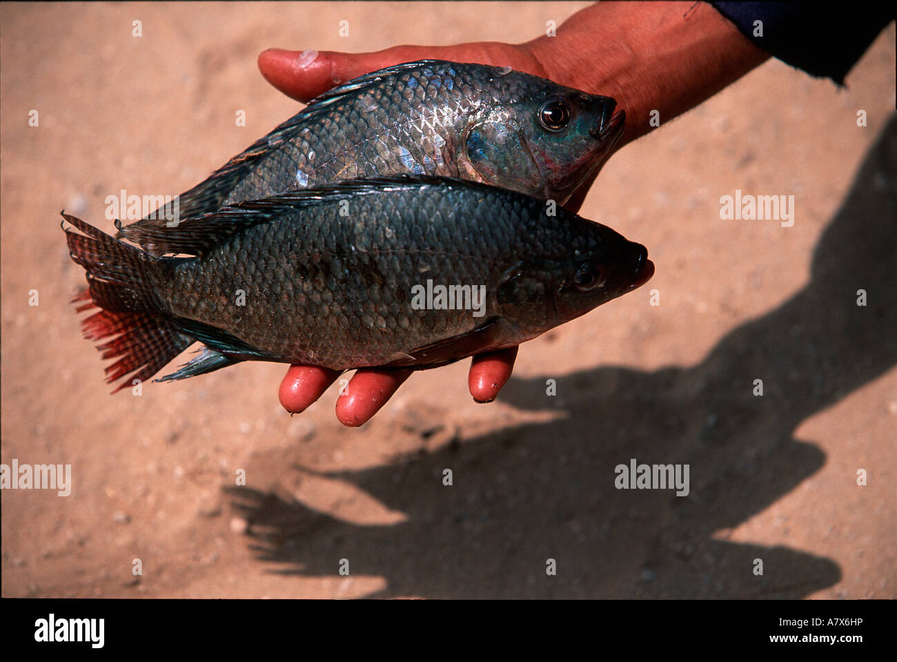 Egitto Pesce Persico Del Nilo Nilo Amarna Foto Immagine Stock