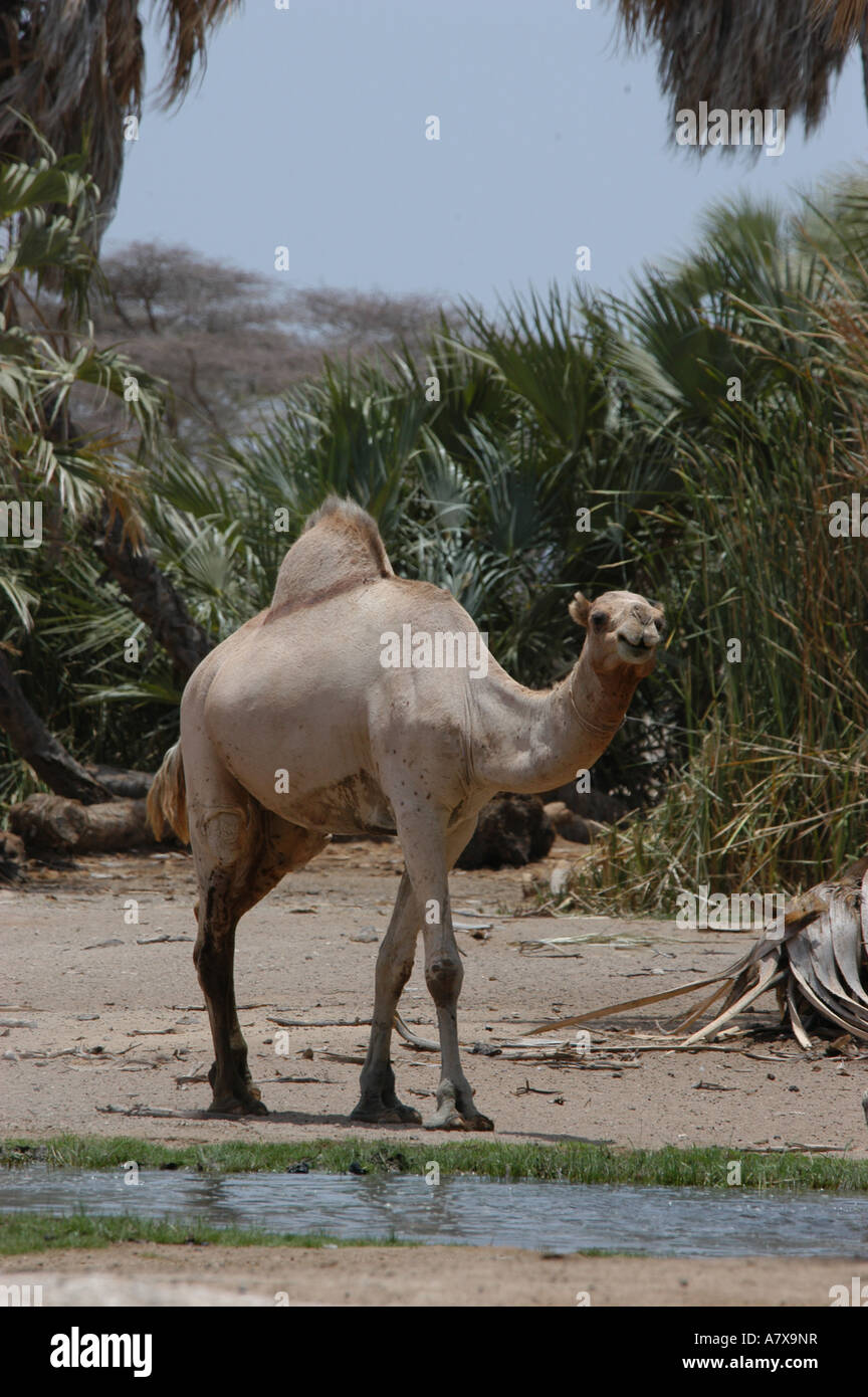 Kenya: Chalbi Desert, Kalacha oasi, cammelli a bere un waterhole, Settembre Foto Stock