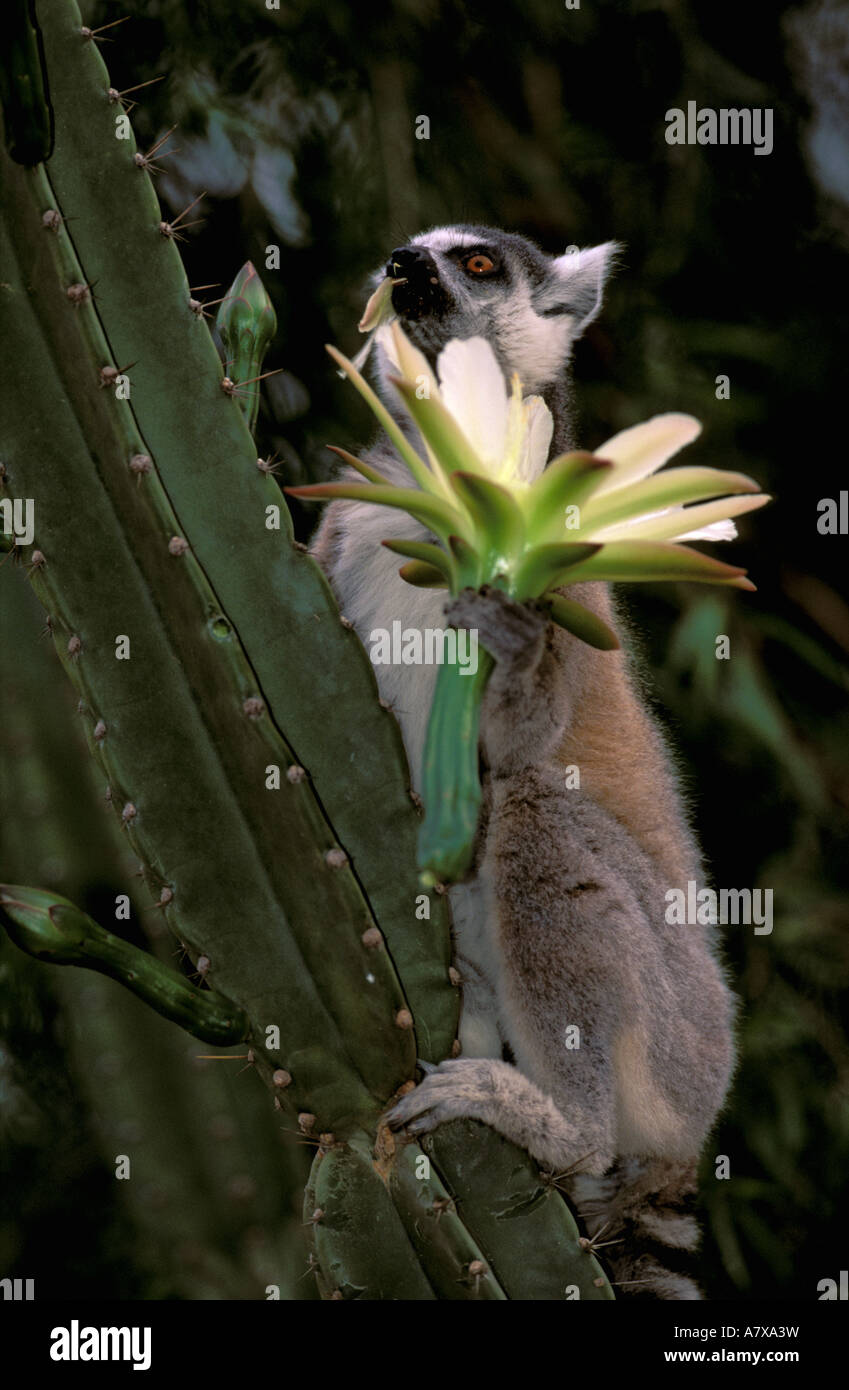 Africa e Madagascar, Berenty riserva privata. Anello-tailed Lemur (Lemur catta) Foto Stock