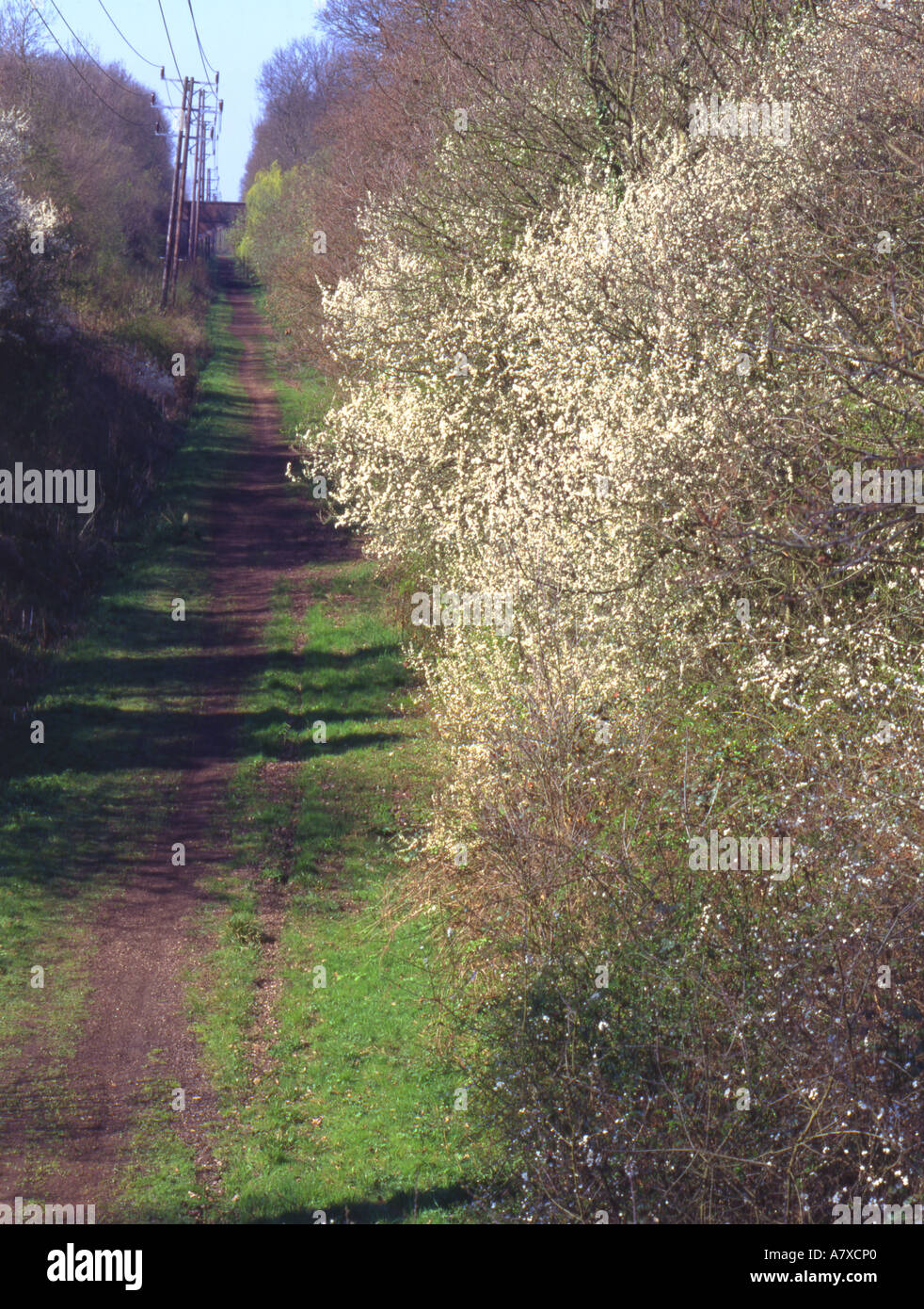 In disuso la linea ferroviaria.Un pubblico aminity e di corridoio per la fauna selvatica per estendere la gamma creato lungo ferroviarie dismesse Tongham Surrey Foto Stock