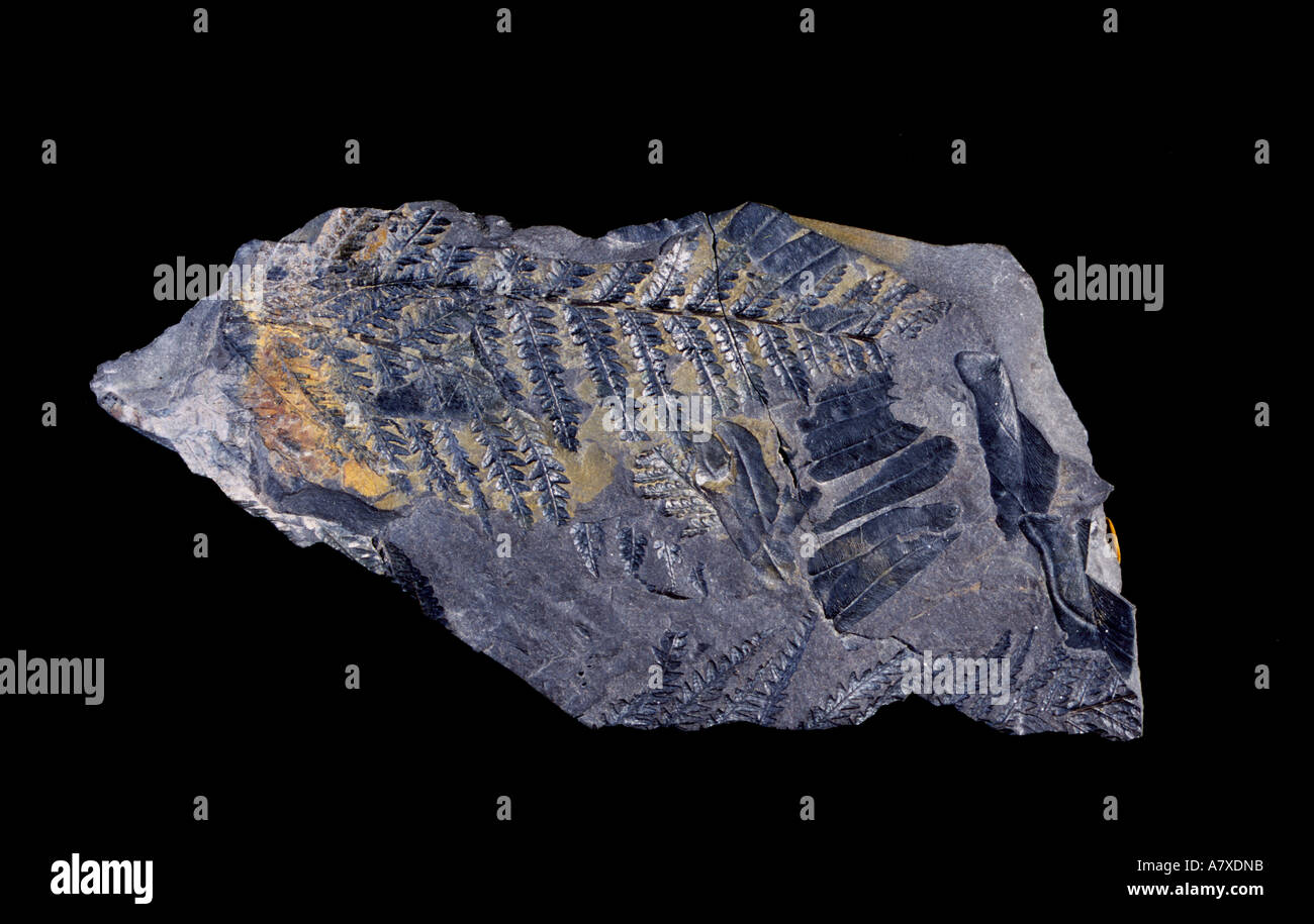 Fossili di foglie di felce misure carbone Carbonifero superiore Witherington Colliery 17cm lastra Avon Inghilterra Foto Stock
