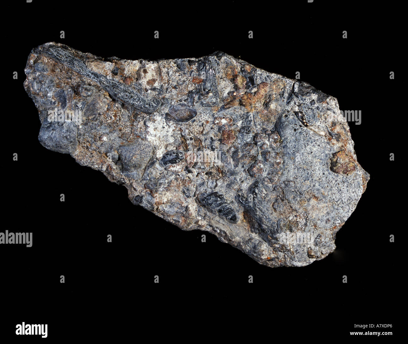 Fossile di osso retiche letto tardi Triassico Westbury on Severn Gloucestershire Inghilterra 18cm Foto Stock
