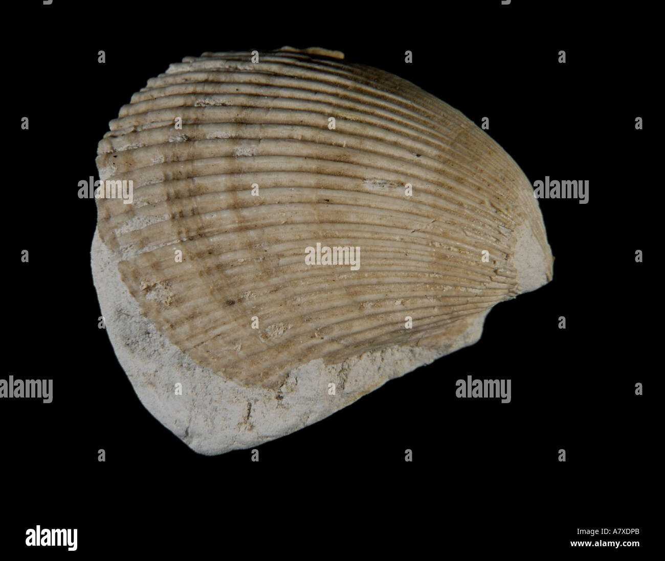 Fossilizzato molluschi Spondylus specie Chalk superiore Cretaceo superiore Winchester Hampshire Inghilterra lungo 4 cm Foto Stock