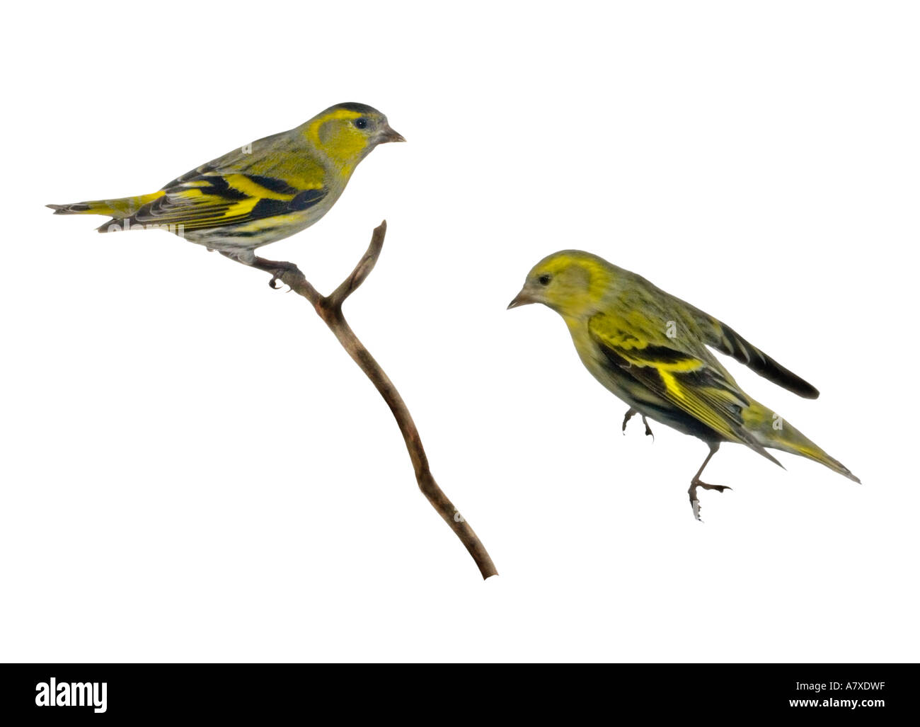 Siskins maschio uno in volo attorno alla terra su pesce persico Surrey in Inghilterra inverno Foto Stock