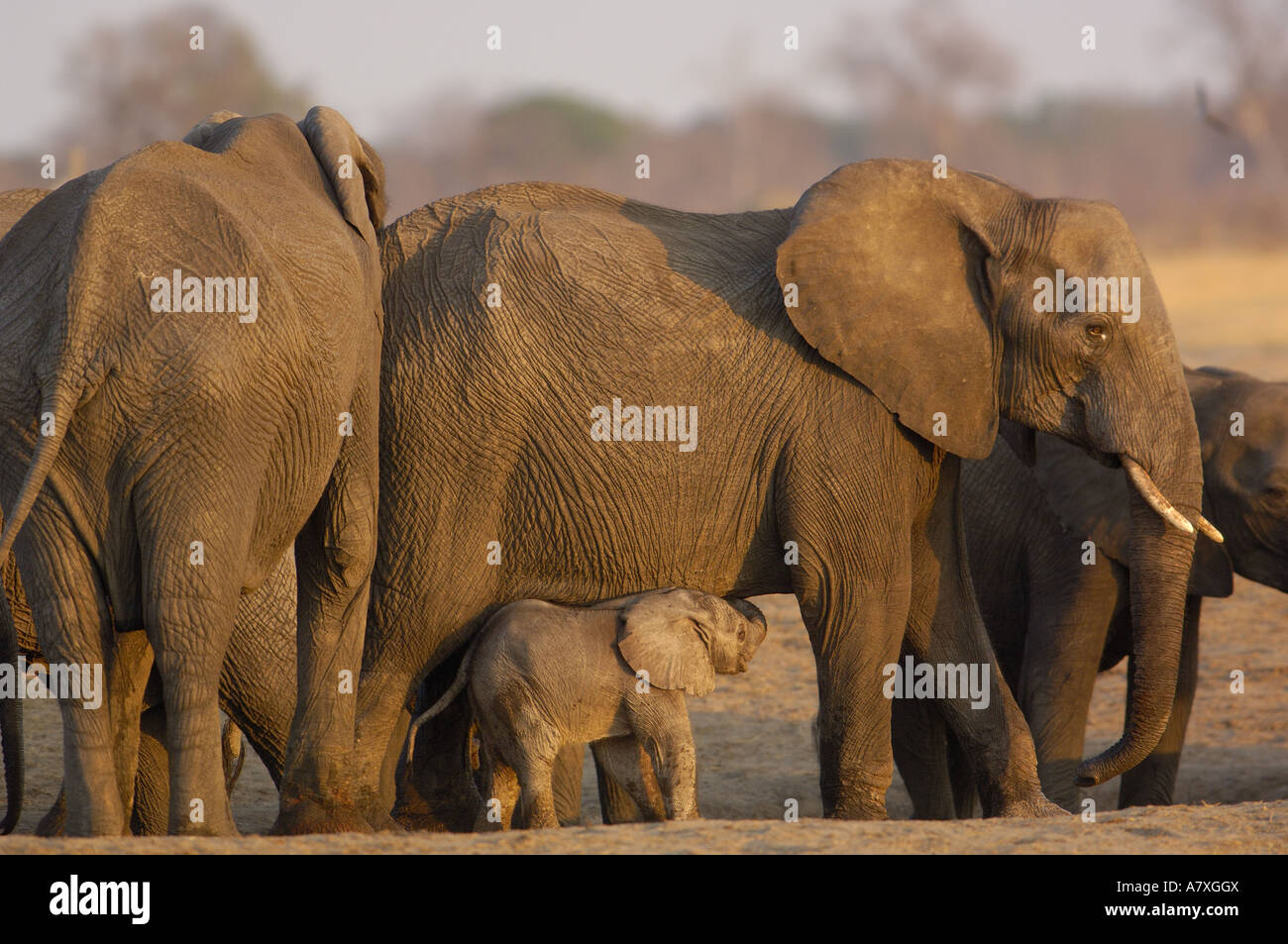 Una mandria di elefanti questi grandi mandrie sono costituiti da un matriach e tutte le sue relazioni di sesso femminile e la loro prole Foto Stock
