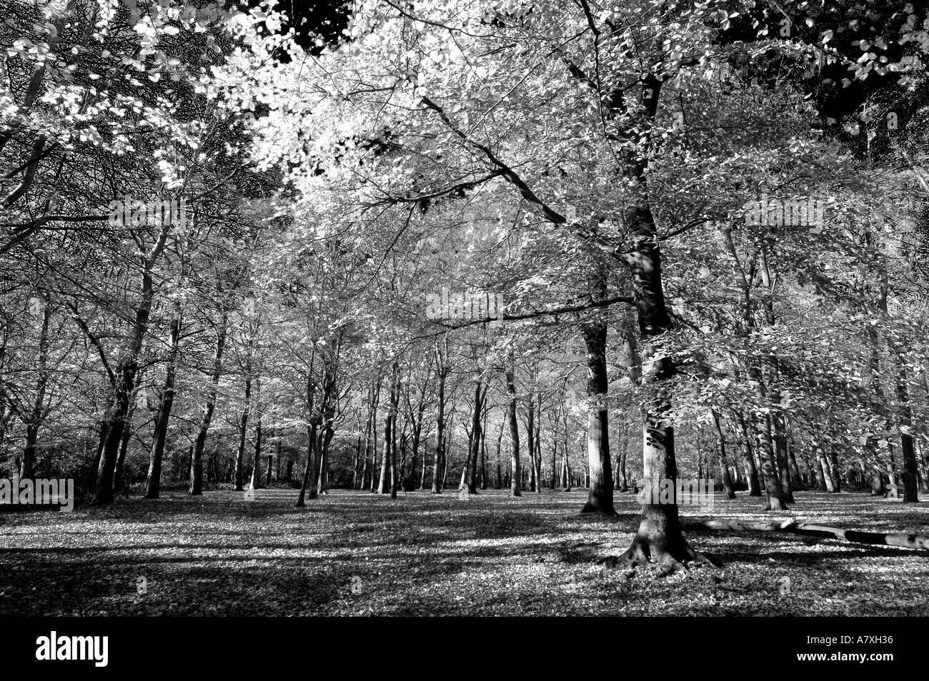 Foresta di alberi di autunno in bianco e nero Foto Stock