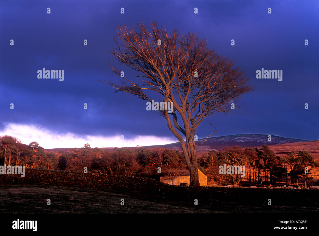 Unico albero dark moody stormy sunset Yorkshire Moors England Regno Unito Foto Stock