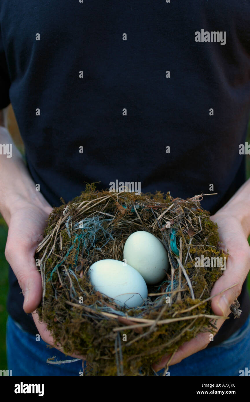 Un nido con uova essendo tenuto da un uomo in nero per T-shirt Foto Stock