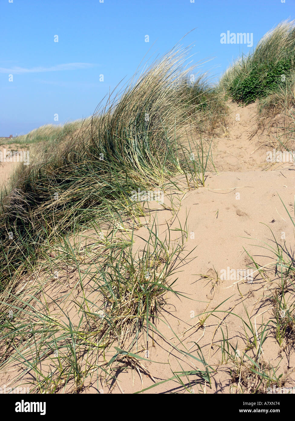 Marram erba che cresce su una duna di sabbia Foto Stock