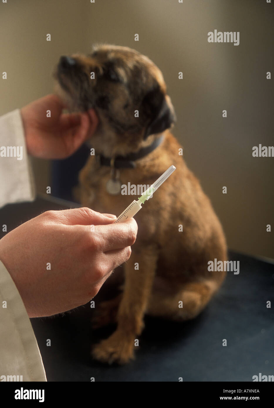 Vet circa per iniettare un border terrier Foto Stock